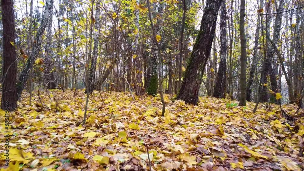 Smooth flight among the trees in the autumn forest Smooth flight among the trees in the autumn forest