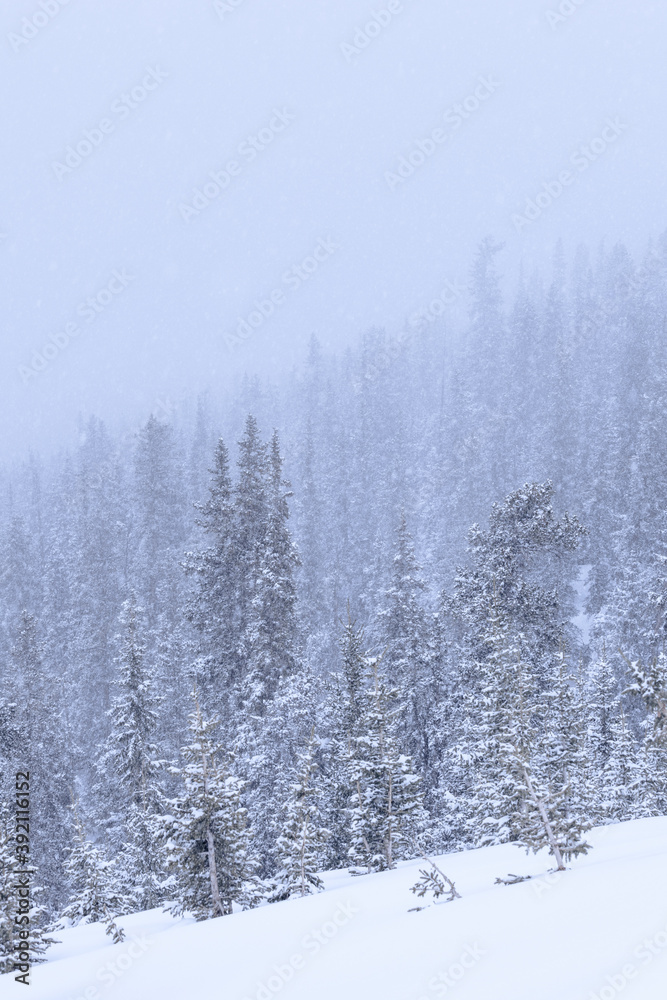 Falling snow covering evergreen trees in a forest during winter vertical Falling snow covering evergreen trees in a forest during winter vertical