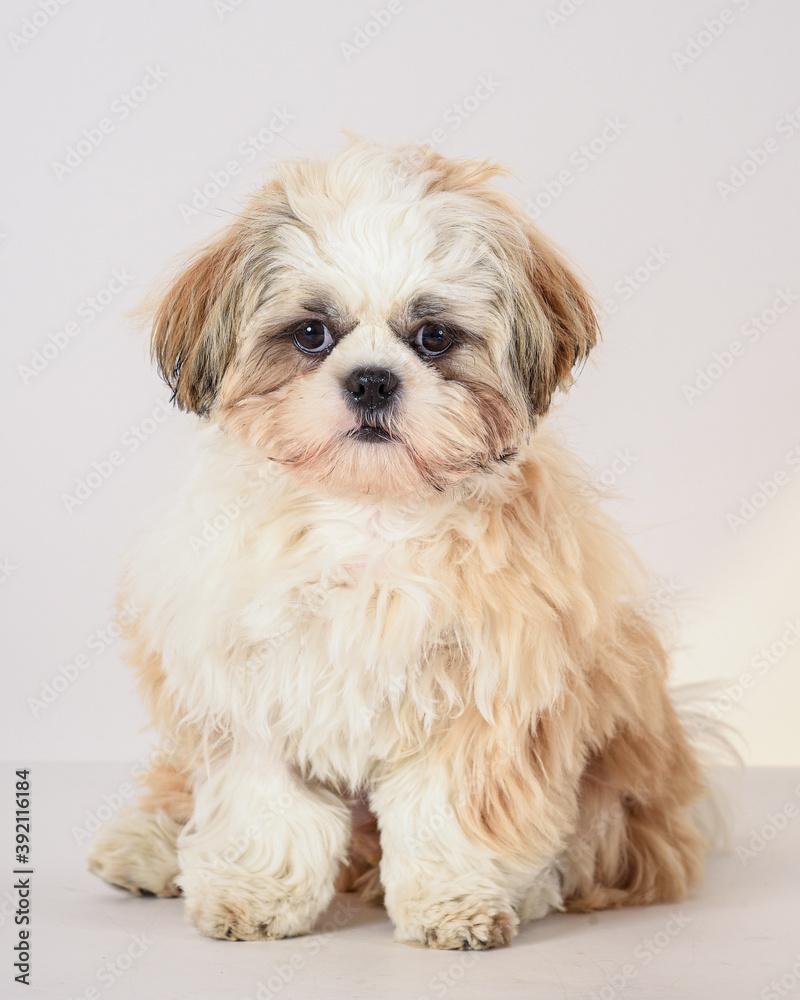 shih tzu shih tzu