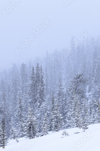 Falling snow covering evergreen trees in a forest during winter vertical © Lenspiration