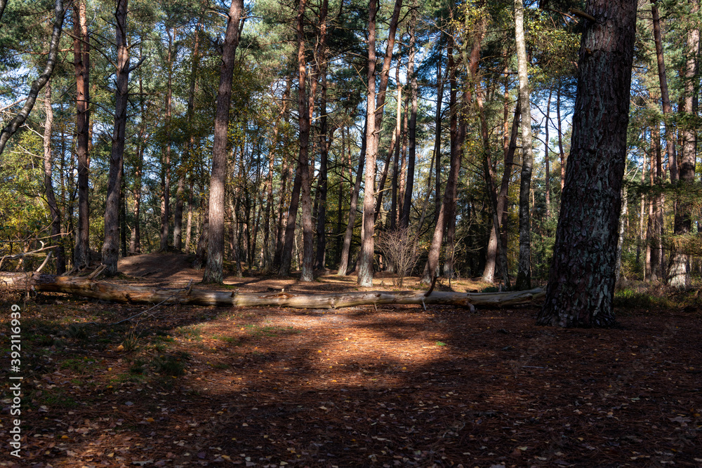 Fototapeta premium Fallen tree in sunlight in forest