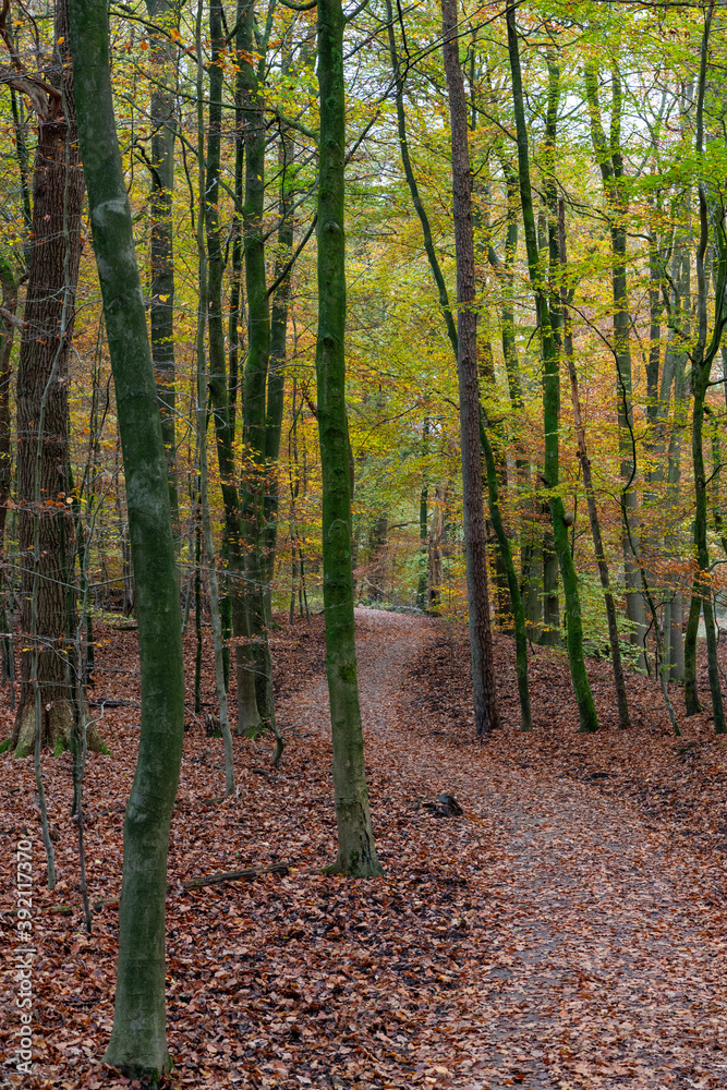 Trail covered with leaves in autumn forest Trail covered with leaves in autumn forest