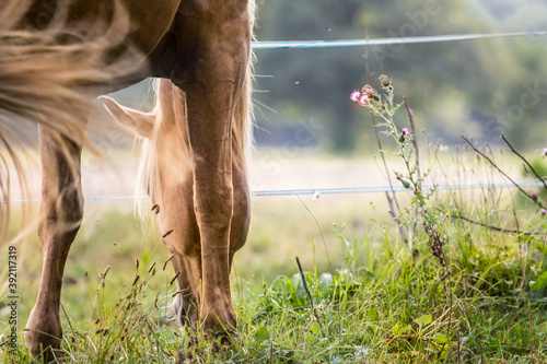 Horse eats plants and herbs - summer - the pasture -Carduus acanthoides