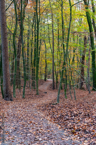 Fototapeta Naklejka Na Ścianę i Meble -  Trail covered with leaves in autumn forest