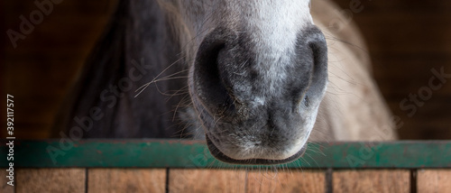 Obraz na plátně Horse nostrils - detail - box door - stable