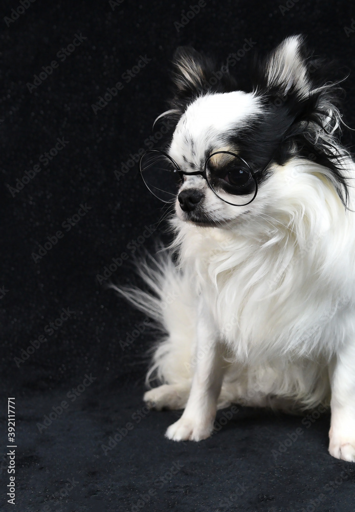 black and white small dog with glasses . Chihuahua dog for the family