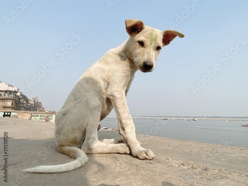 Stray dog in Varanasi by the Ganges river 