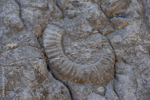fossil ammonites in a gray limestone slab, Dignes-les-Bains, France