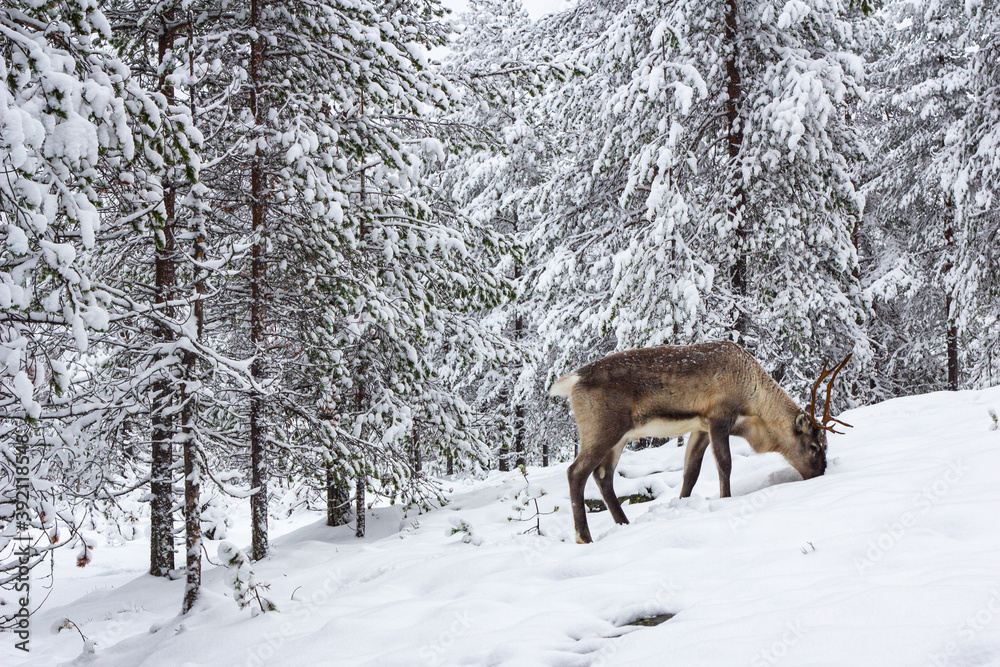 The deer in the snow of winter forest. The deer in the snow of winter forest.