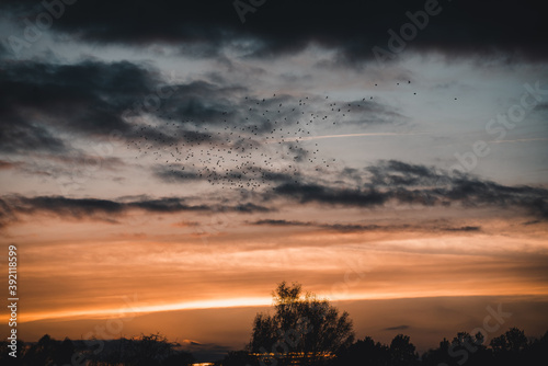 Birds Fly into the sunset 