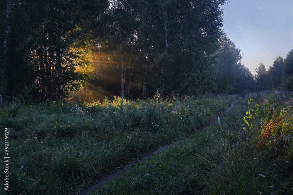 Naklejka premium The rays of the dawn sun make their way through the trees in the forest in the fog