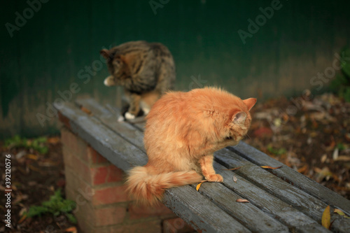 Photography Portrait of wild fluffy cat