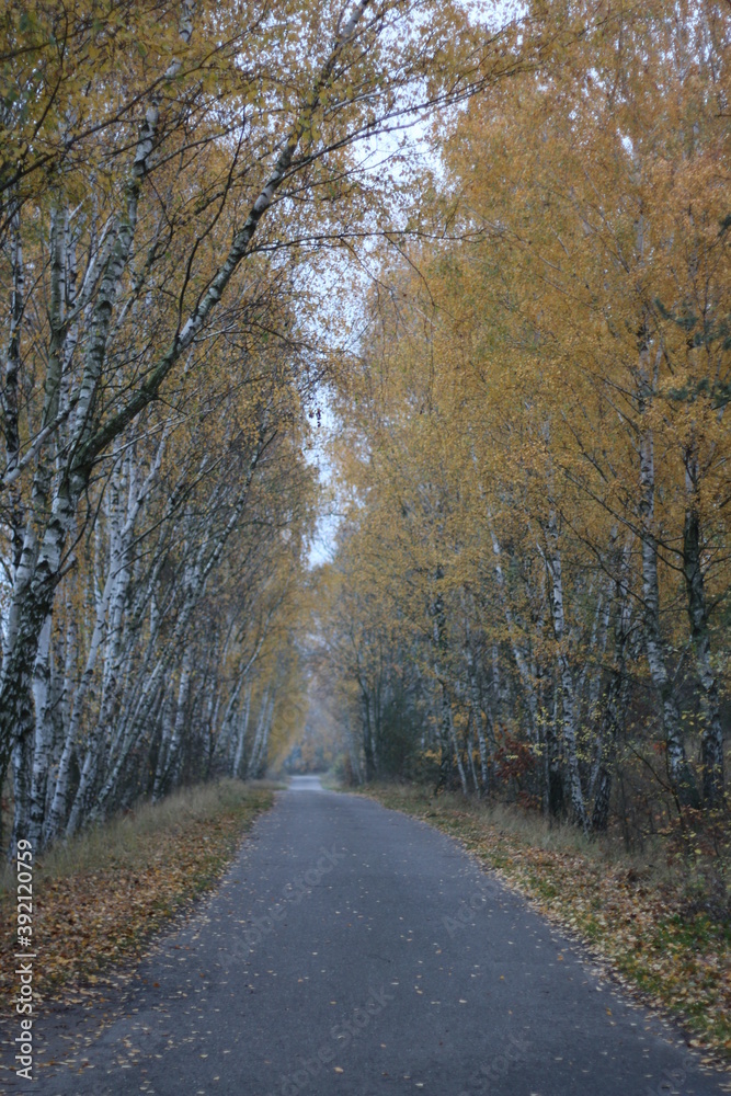 road and 2 sides grow birch trees, autumn road and 2 sides grow birch trees, autumn