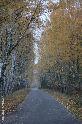 road and 2 sides grow birch trees, autumn © Ruslan