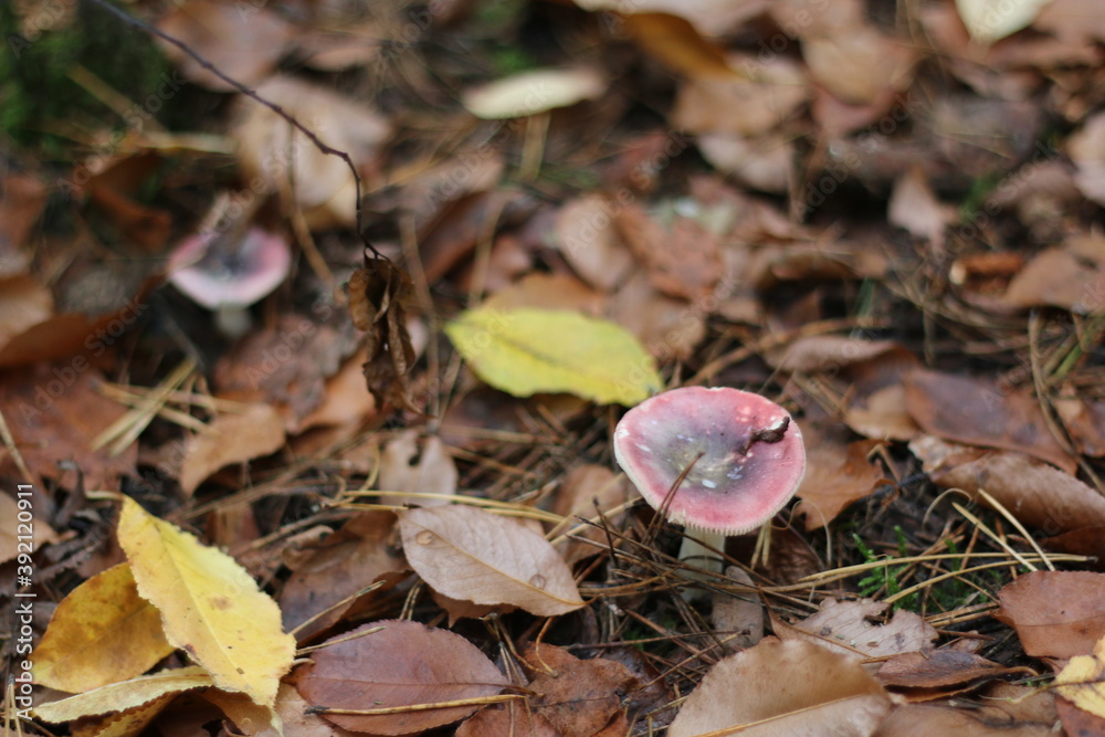 mushroom in the forest pink and white