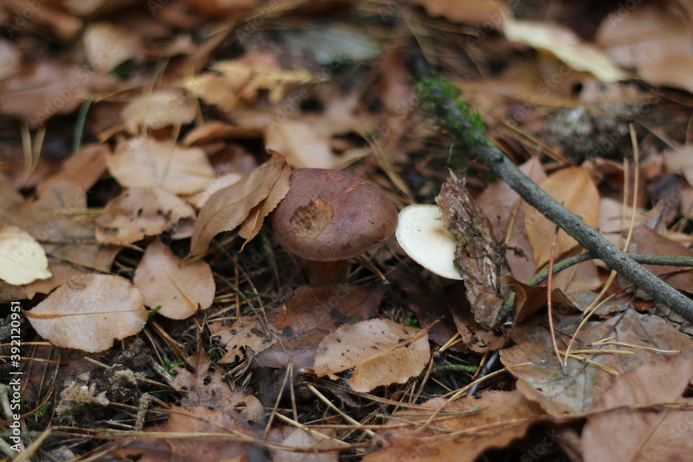 two mushrooms in the forest 1 mushroom brown 2 white grow on leaves next to each other