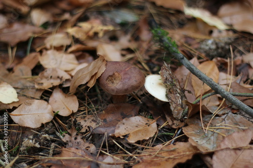 two mushrooms in the forest 1 mushroom brown 2 white grow on leaves next to each other