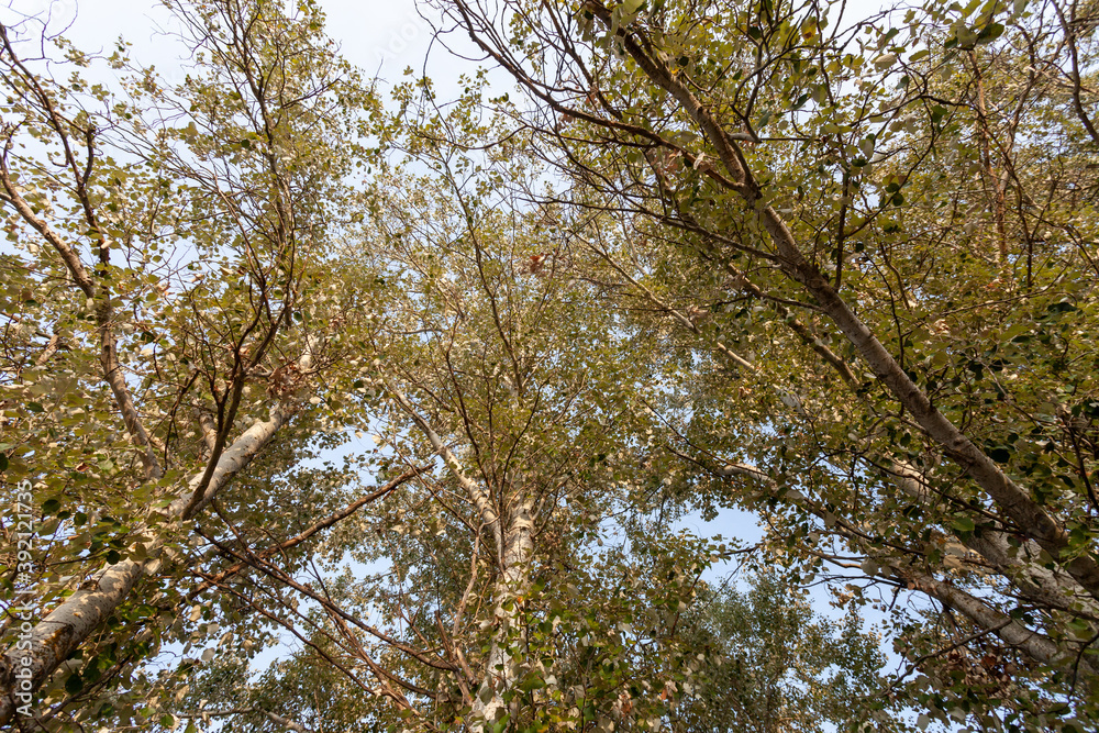 Obraz premium Natural Landscape with Big Trees