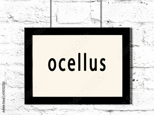 Black frame hanging on white brick wall with inscription ocellus
