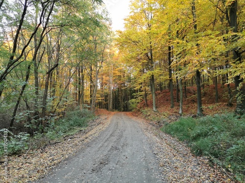 A long road in a autumn forest