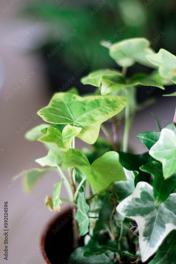 Hedera Helix or English Ivy in a flowerpot close up Hedera Helix or English Ivy in a flowerpot close up