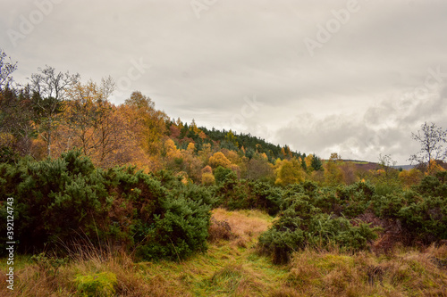 Vibrant Autumn Colors in Irish Forest