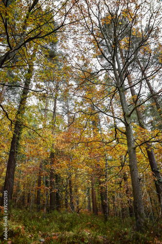 Vibrant Autumn Colors in Irish Forest