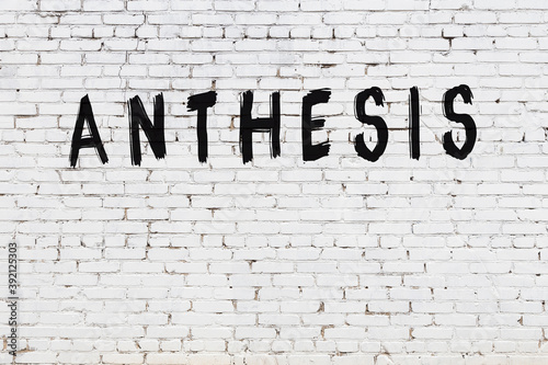White wall with black paint inscription anthesis on it