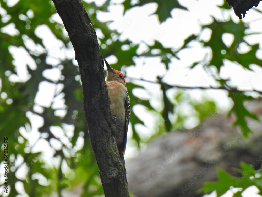 Woodpecker on a branch: Red-bellied woodpecker bird scales an oak tree branch with beak out and showing with red feathers on its head with oak green leaves in the background Woodpecker on a branch: Red-bellied woodpecker bird scales an oak tree branch with beak out and showing with red feathers on its head with oak green leaves in the background