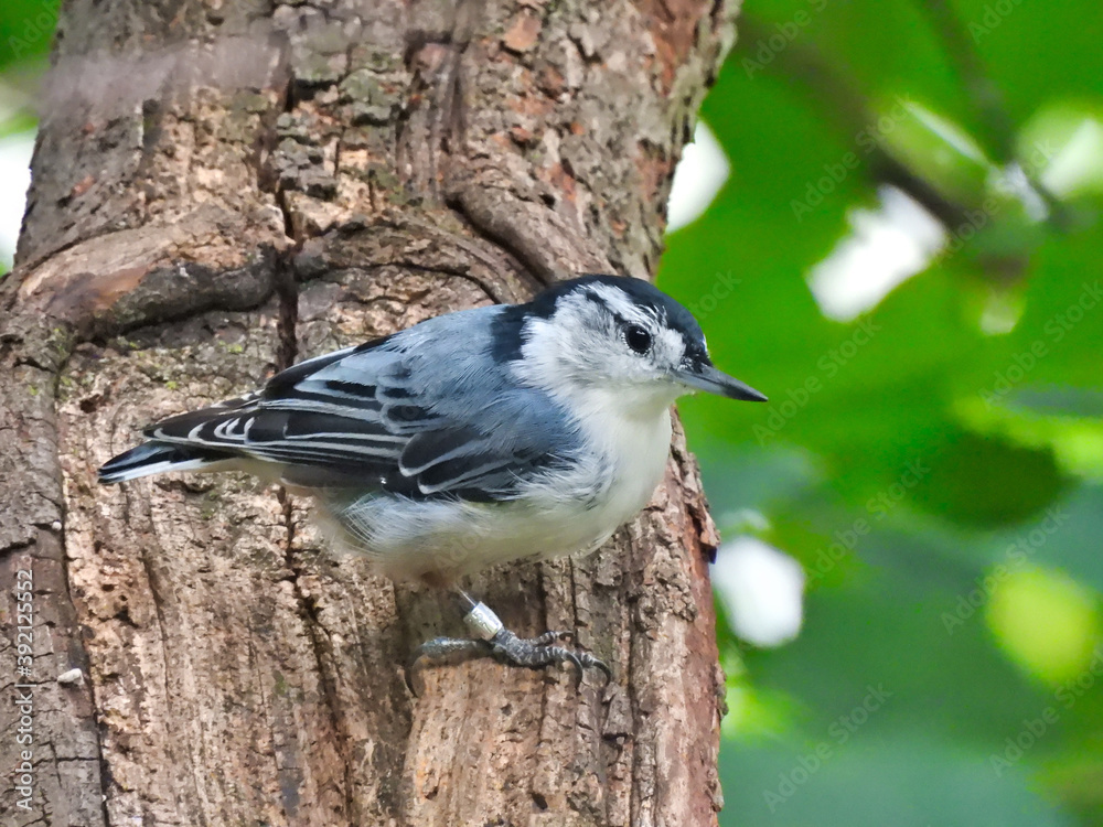 Obraz premium Nuthatch bird on a tree: White-breasted nuthatch bird clings to the tree trunk looking off to the side with green leaves in the background