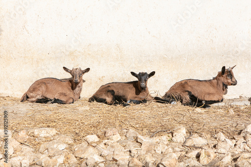 Baby goats  in a farm