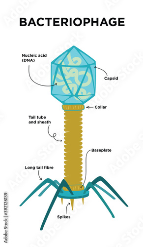 Flat Illustration of Bacteriophage structures and anatomy. Labeled with capsid, DNA, spike, Baseplate.