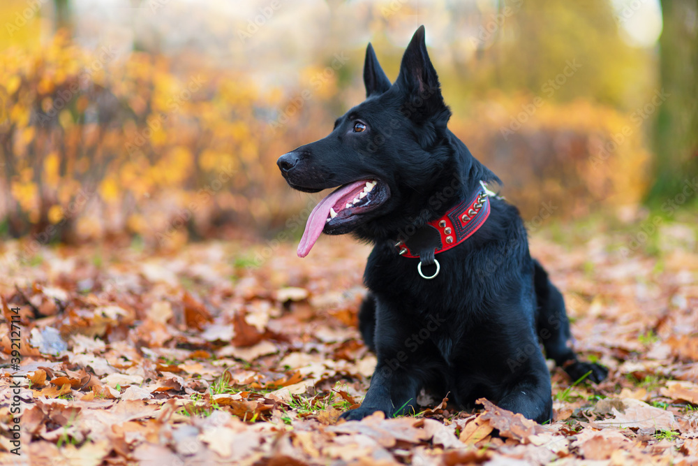 black german shepherd with long tongue in autumn in the park. dog is waiting for the owner. command to sit, wait. obedience, pet training. copy space, place for text black german shepherd with long tongue in autumn in the park. dog is waiting for the owner. command to sit, wait. obedience, pet training. copy space, place for text