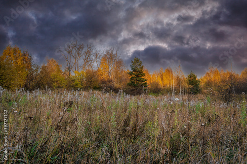 Autumn forest landscape in fall coloring against the backdrop of a dramatic cloudy sky.