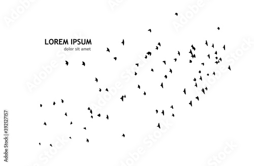 A flock of flying birds. Vector illustration