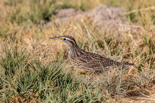 Desert National Wildlife Refuge Las Vegas