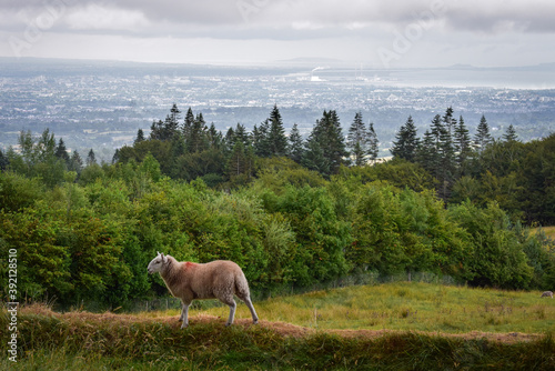 Sheep in Countryside Overlooking Dublin City