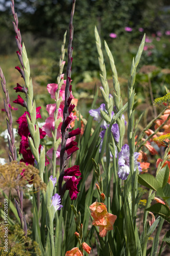 Canvastavla Pink, orange, blue and crimson gladioli bloom in summer in a flower bed