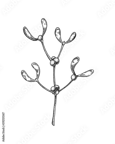 Hand drawn mistletoe branch with berries isolated on white background. Christmas design element. Vector illustration in sketch style.