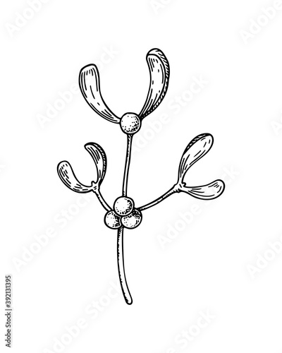 Hand drawn mistletoe branch with berries isolated on white background. Christmas design element. Vector illustration in sketch style.