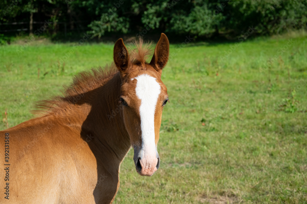 Fototapeta premium horse in the field