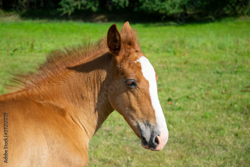 portrait of a horse