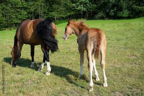 mare and foal