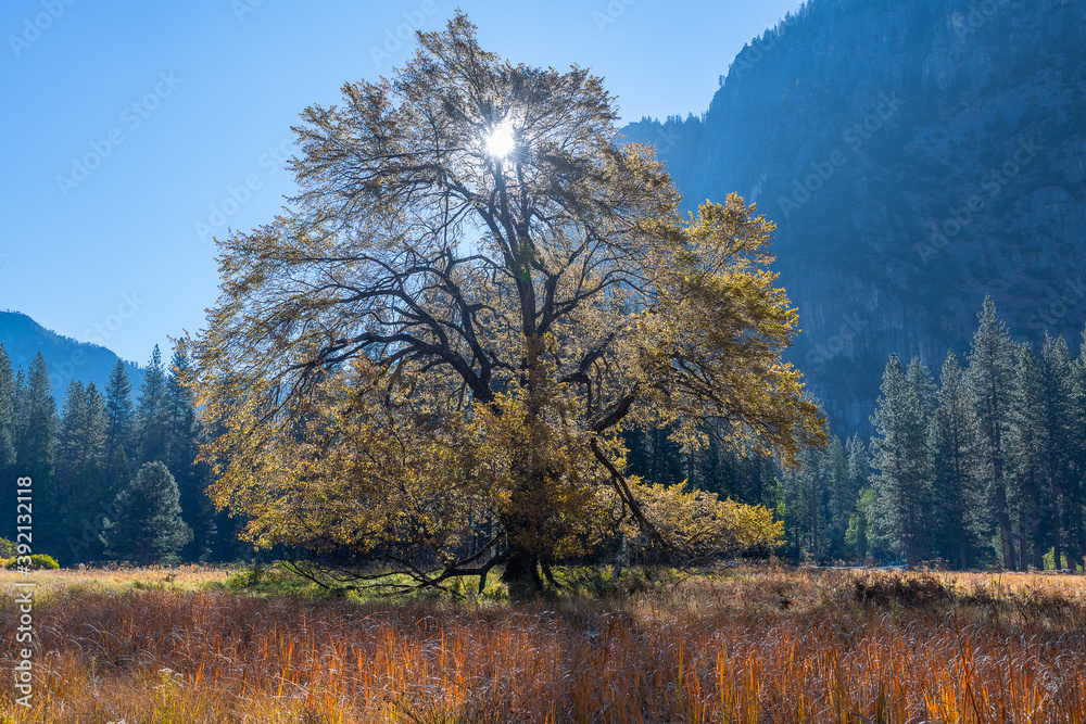 Fototapeta premium Cook's Meadow Sunrise