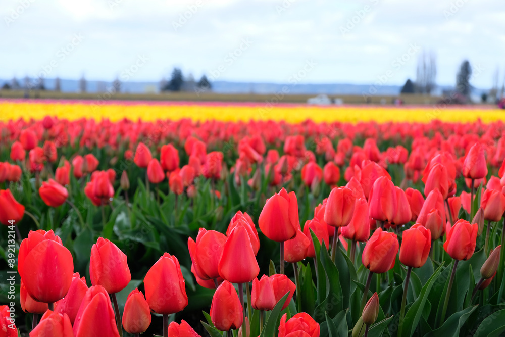 red yellow pink tulip field in the country
