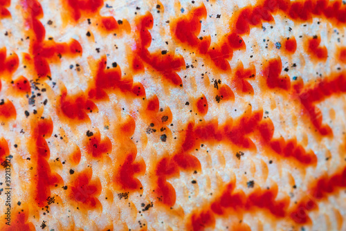 Macro details of Colorful fish from the spieces Symphysodon discus skin pattern photo