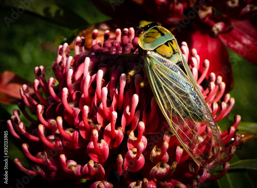 large green and yellow Cicada resting on a red Waratah bloom. Australian native flora and fauna. photo