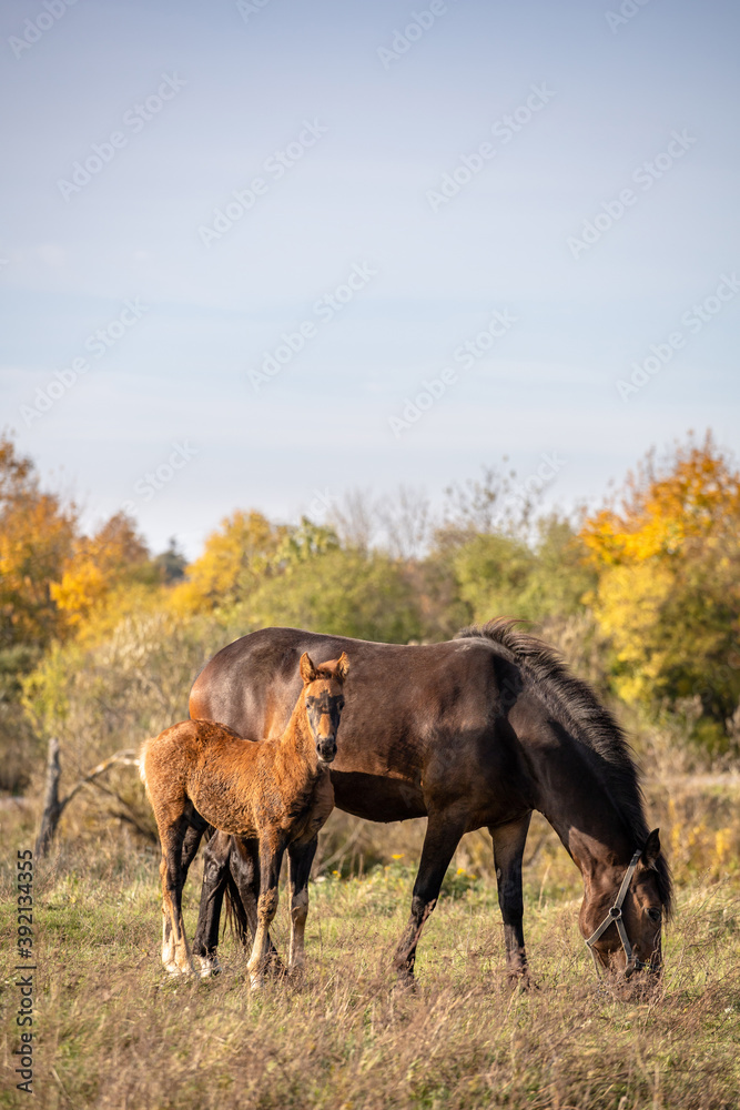 beautiful brown horse grazes in the meadow with a small foal on a sunny day beautiful brown horse grazes in the meadow with a small foal on a sunny day
