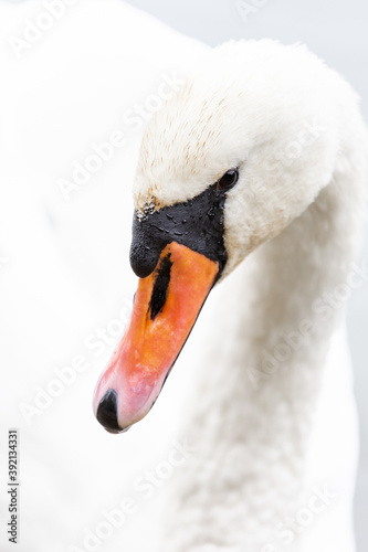 Fototapeta Naklejka Na Ścianę i Meble -  close-up of a white swan head, high key photo