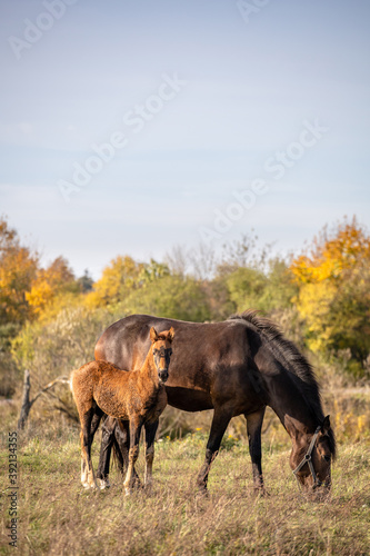 beautiful brown horse grazes in the meadow with a small foal on a sunny day